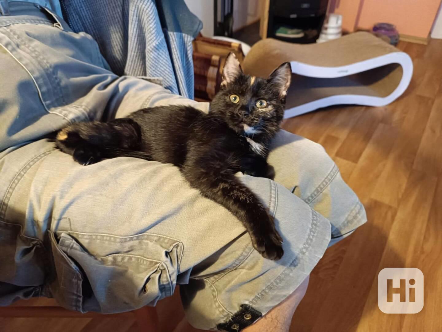 Miloučká 4,5měsíční želvovinová Betty hledá nový domov - foto 1