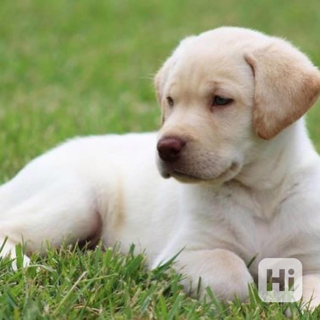 Štěňata červeného labradora - foto 1