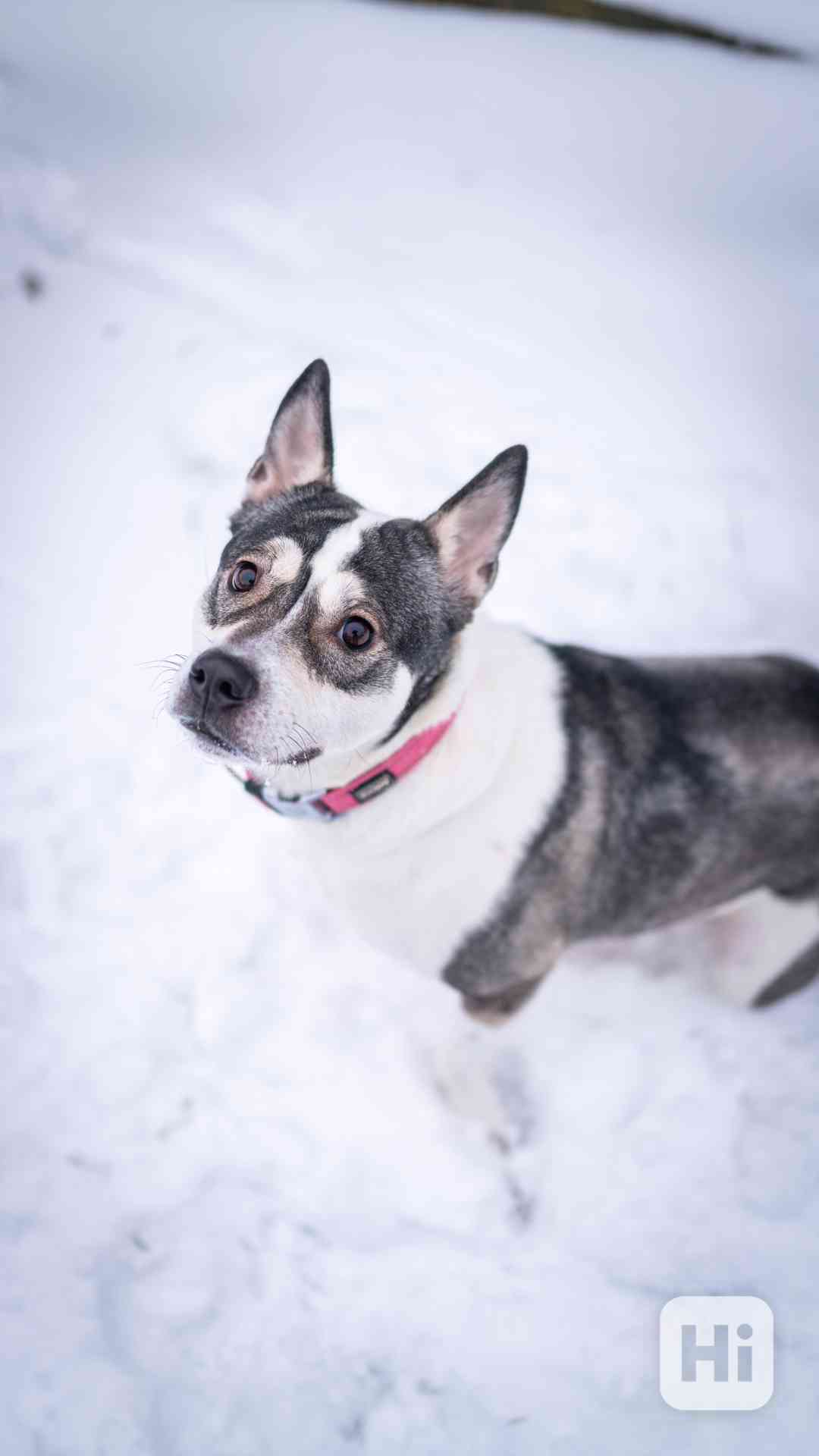 Engie - hodná aktivní holka, 1 a půl roku  - foto 1
