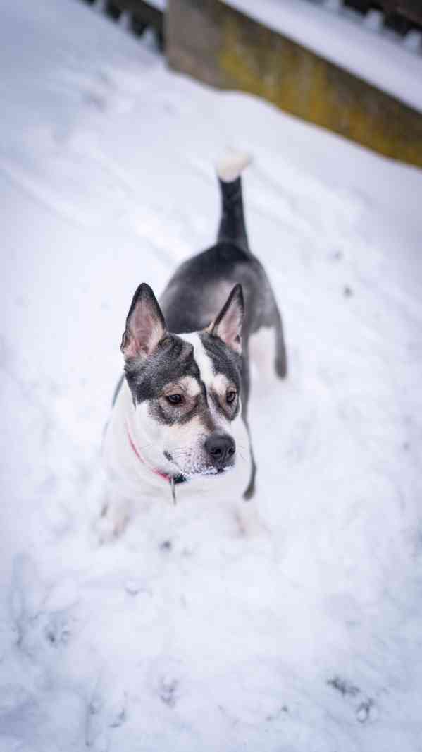 Engie - hodná aktivní holka, 1 a půl roku  - foto 3