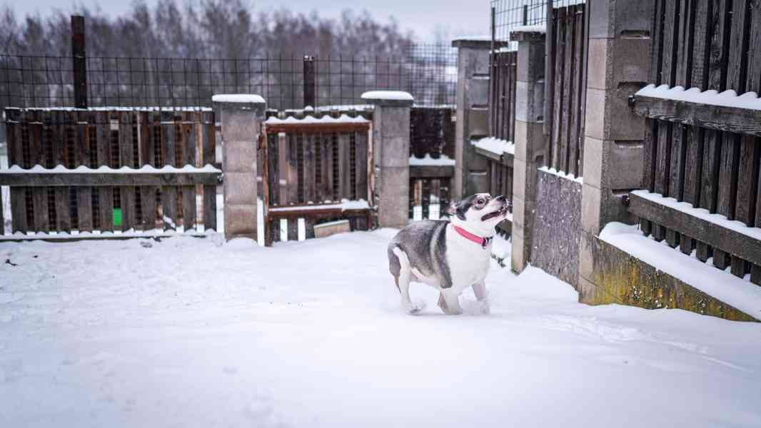 Engie - hodná aktivní holka, 1 a půl roku  - foto 4
