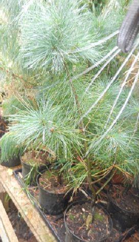 Pinus armandii - foto 1