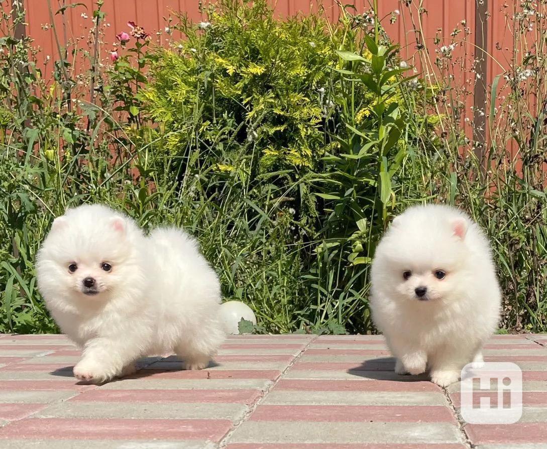 Pomořané! Napište nám na WhatsApp: +49 1577 7944807 - foto 1