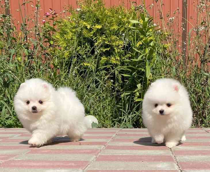 Pomořané! Napište nám na WhatsApp: +49 1577 7944807 - foto 1