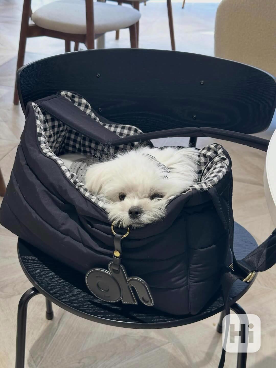 Rozkošná štěňátka připravená k odběru - foto 1