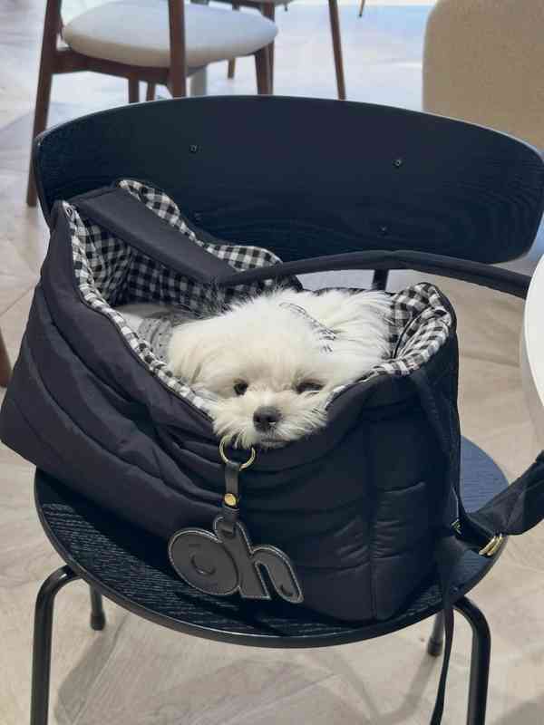 Rozkošná štěňátka připravená k odběru - foto 1