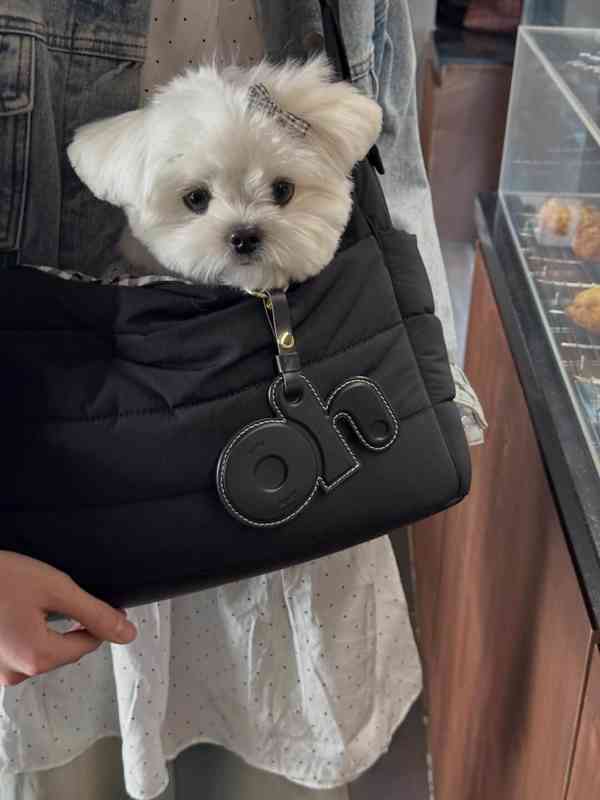 Rozkošná štěňátka připravená k odběru - foto 4