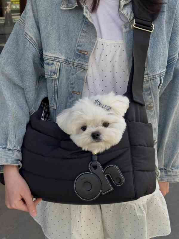 Rozkošná štěňátka připravená k odběru - foto 2