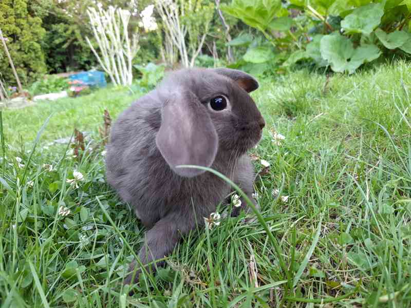 Zakrslý beránek - foto 2