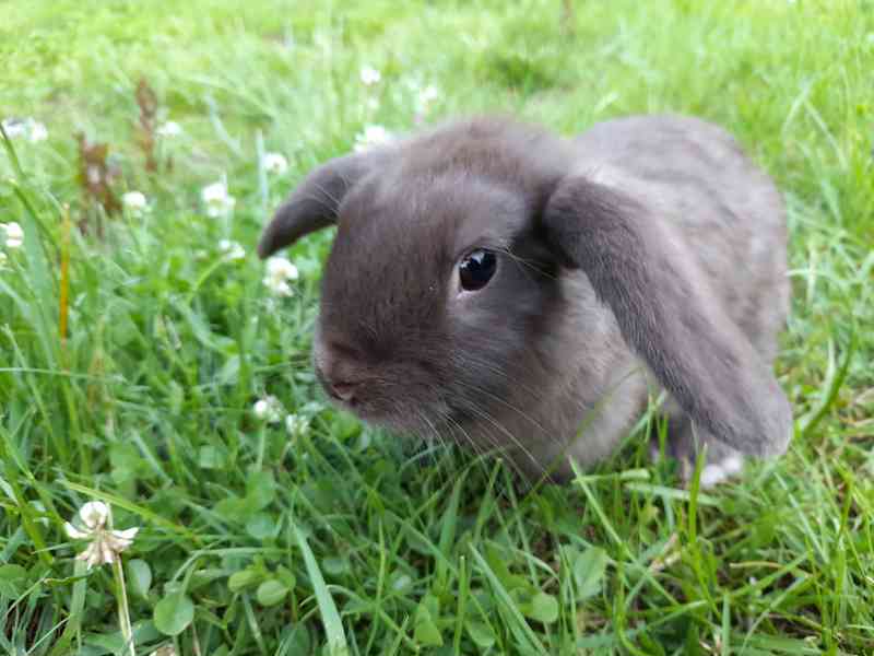 Zakrslý beránek - foto 4