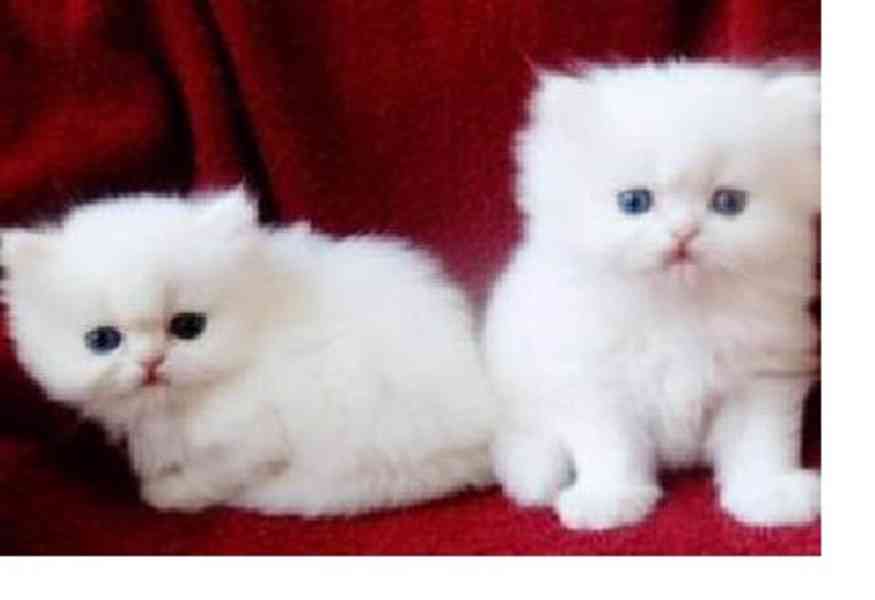 zdravá perská koťata k adopci