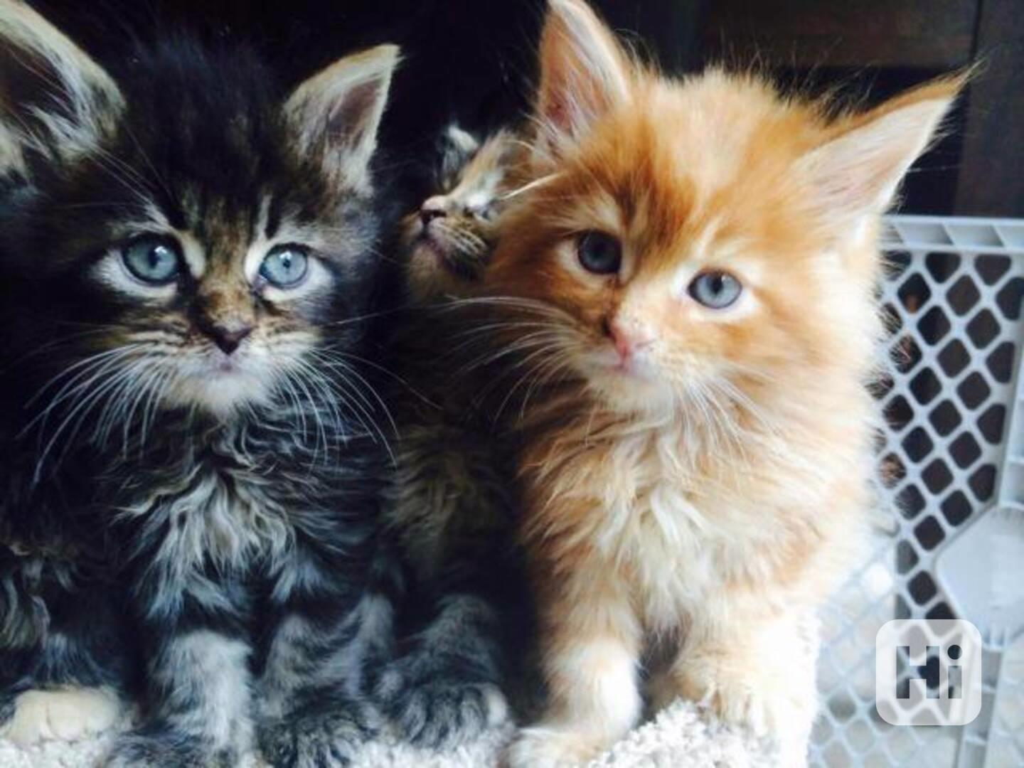 Dvě Mainská mývalí Koťata na prodej - foto 1