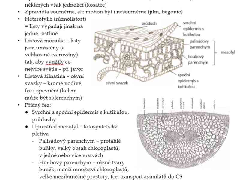 Materiály k maturitě - čeština, angličtina, biologie - foto 5