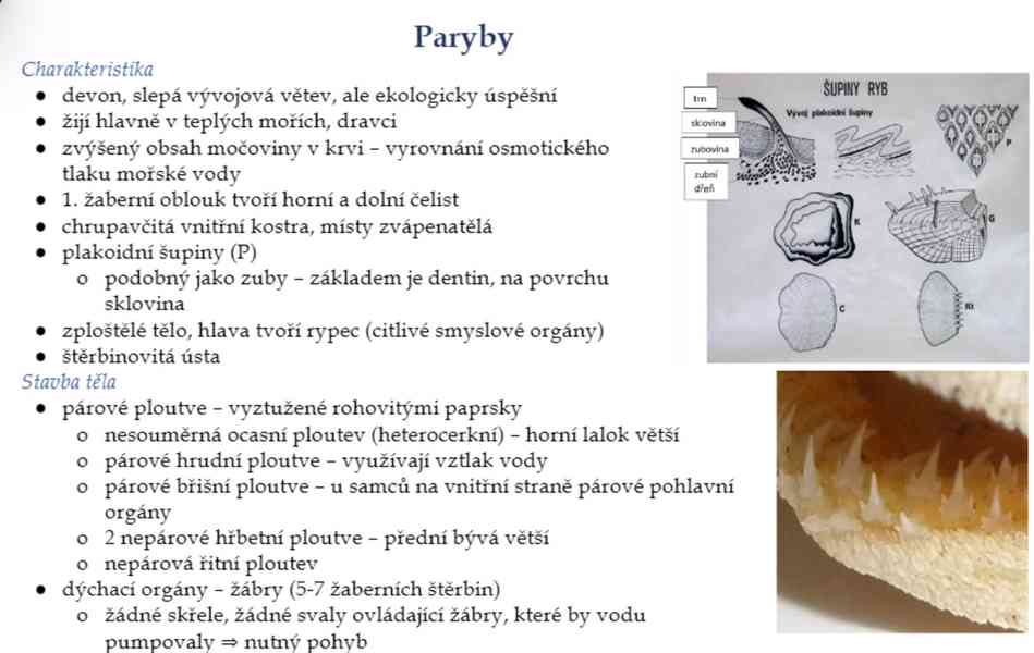 Materiály k maturitě - čeština, angličtina, biologie - foto 6