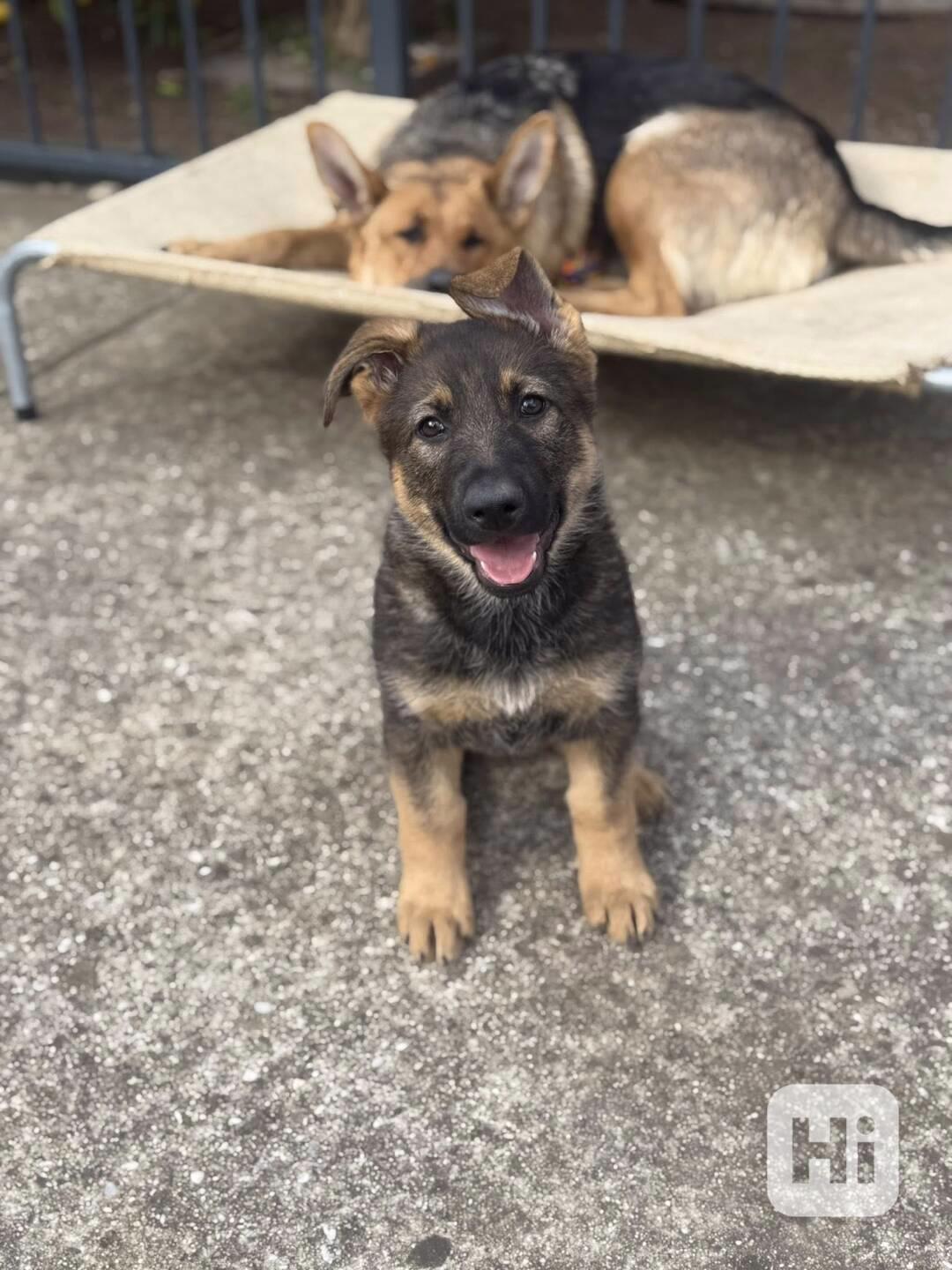 Krásná a vynikající štěňata německého ovčáka - foto 1