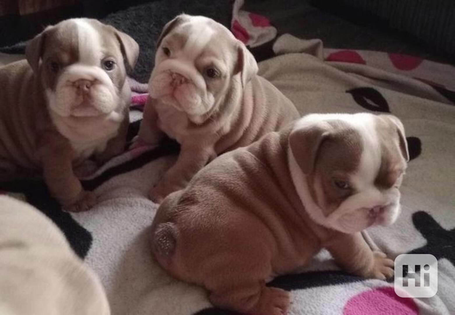 štěňata anglického buldoka k adopci - foto 1
