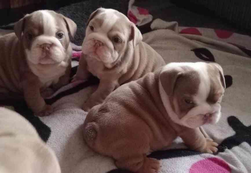 štěňata anglického buldoka k adopci - foto 1