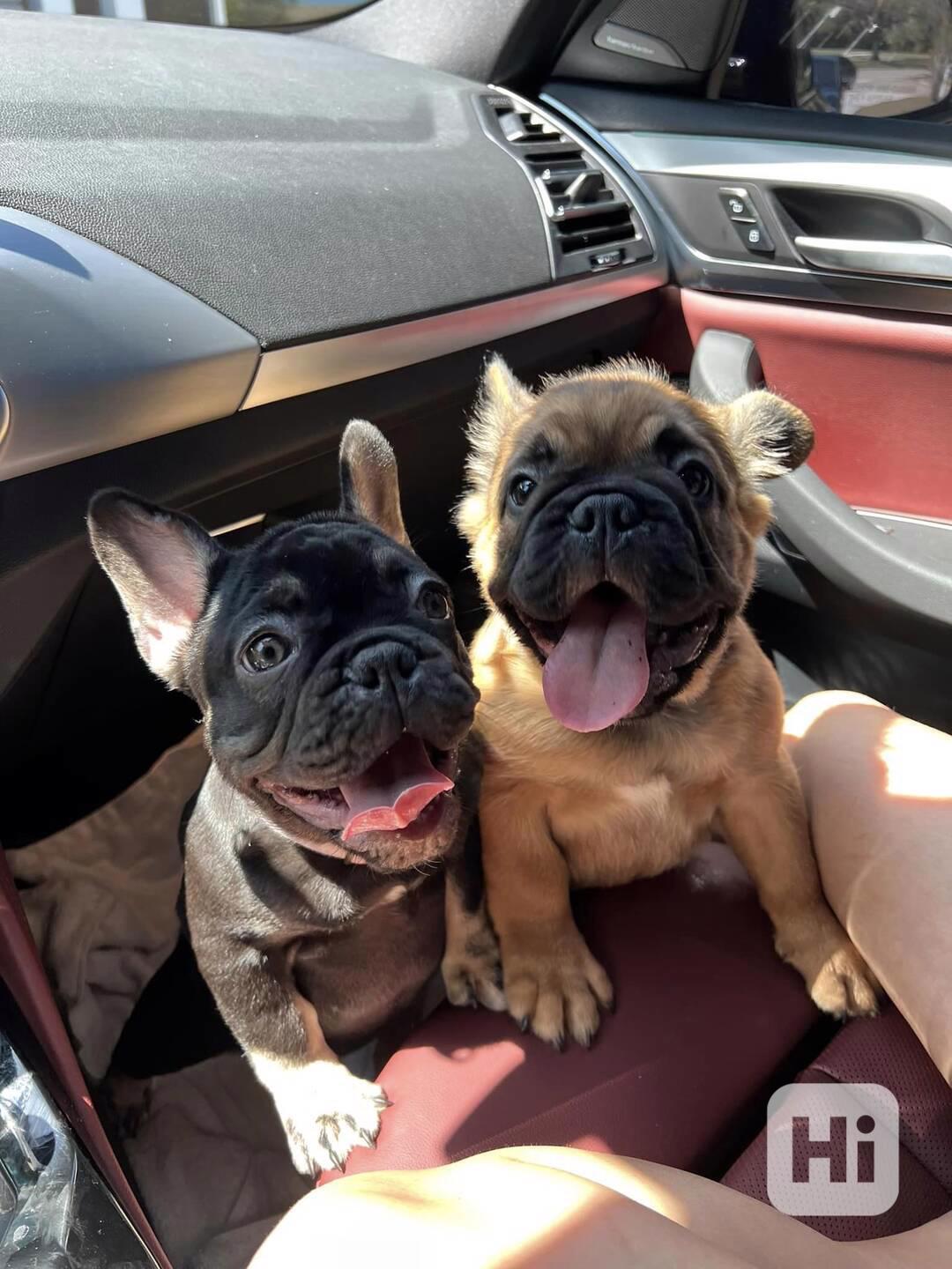 Plavý bretaňský baset je krátkonohé plemeno. Setkat se s ním - foto 1