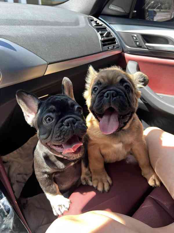 Plavý bretaňský baset je krátkonohé plemeno. Setkat se s ním - foto 1