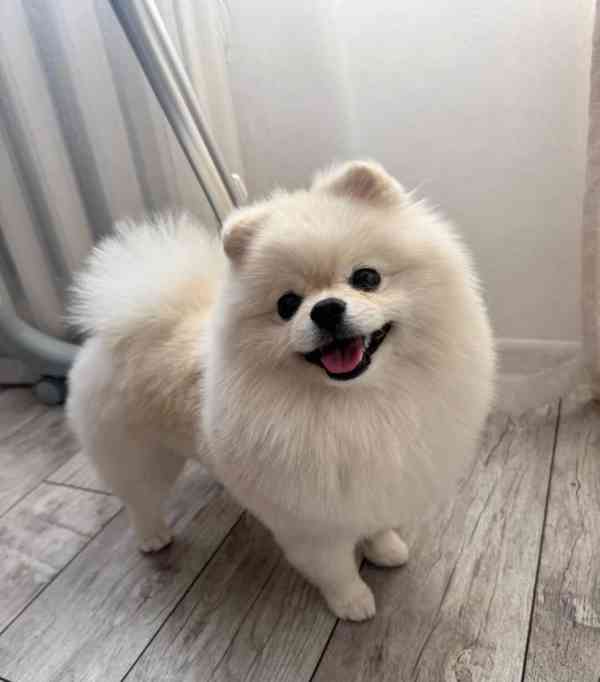 pomeranian pes - foto 1