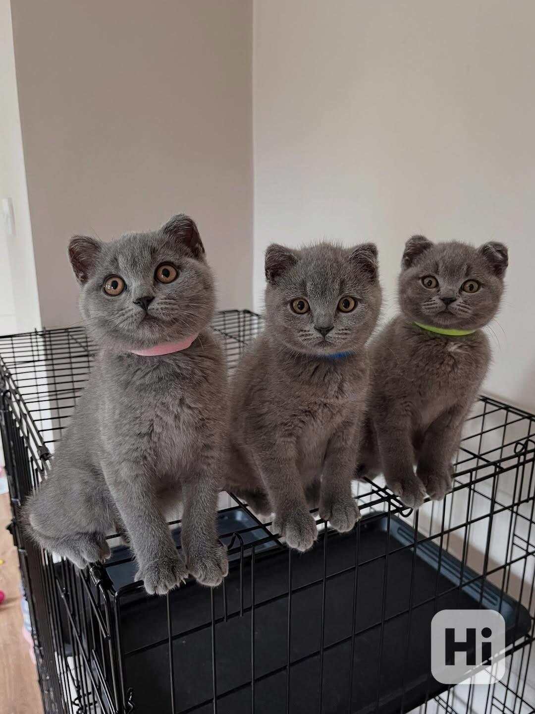 Koťata britské krátkosrsté  - foto 1