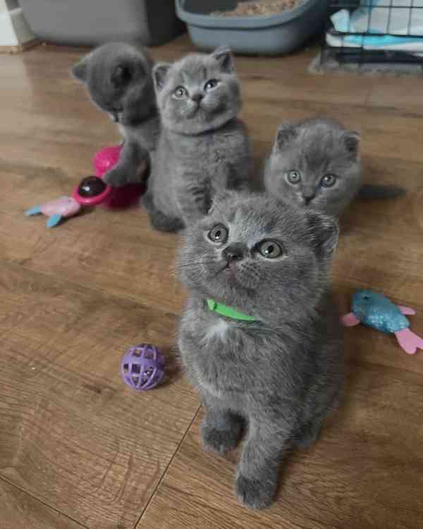 Koťata britské krátkosrsté  - foto 2