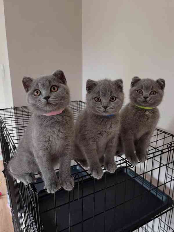 Koťata britské krátkosrsté  - foto 1