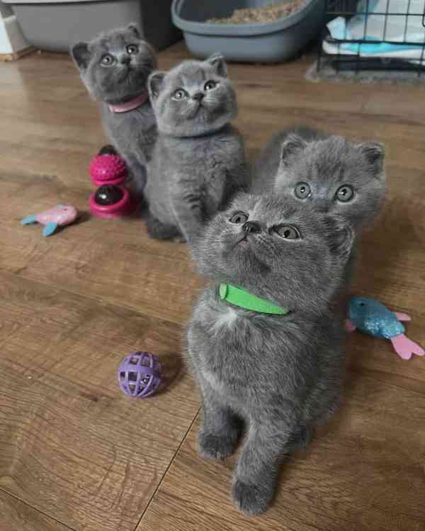 Koťata britské krátkosrsté  - foto 3