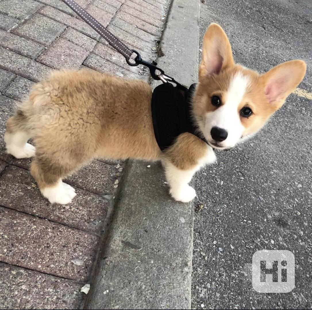 K dispozici štěně Welsh Corgi Pembroke - foto 1