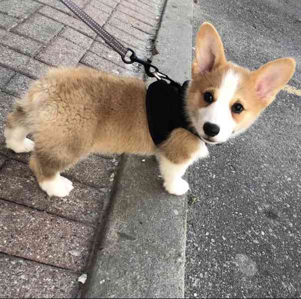 K dispozici štěně Welsh Corgi Pembroke - foto 1