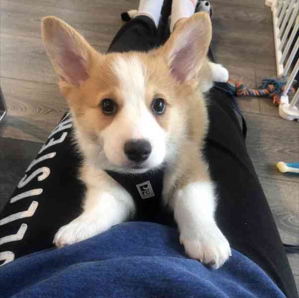 K dispozici štěně Welsh Corgi Pembroke - foto 2