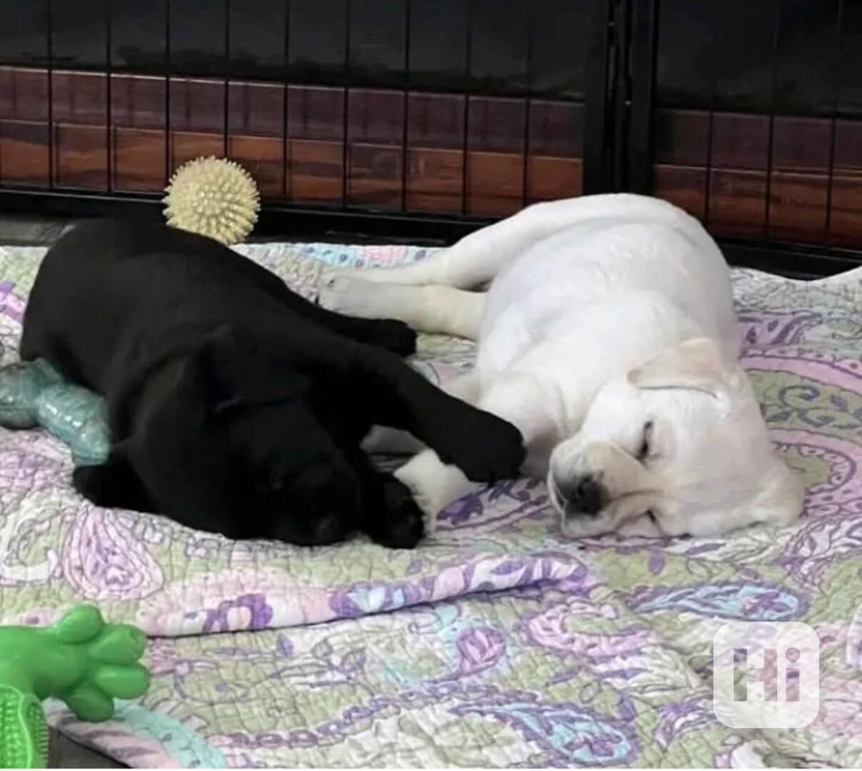 Štěňata labradora - foto 1