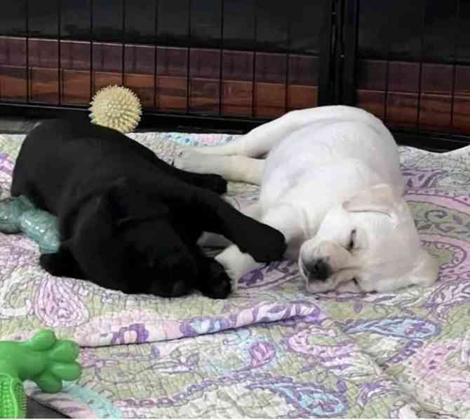 Štěňata labradora - foto 1