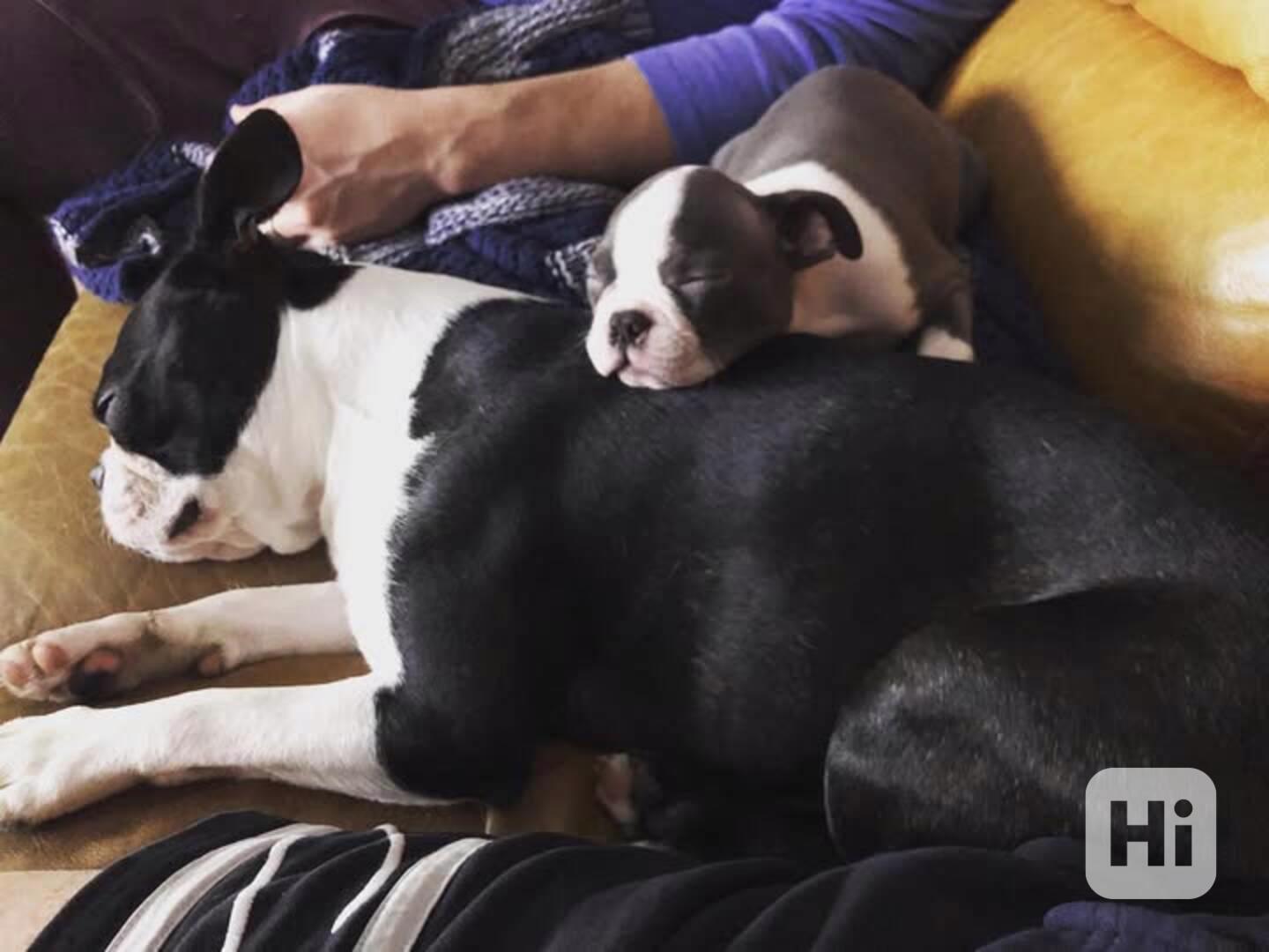 Boston Terrier For Adoption.  Whatsapp//+358 44 9361014 - foto 1