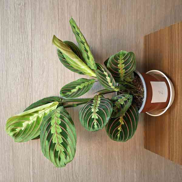 Maranta Leuconeura Fascinator - foto 2
