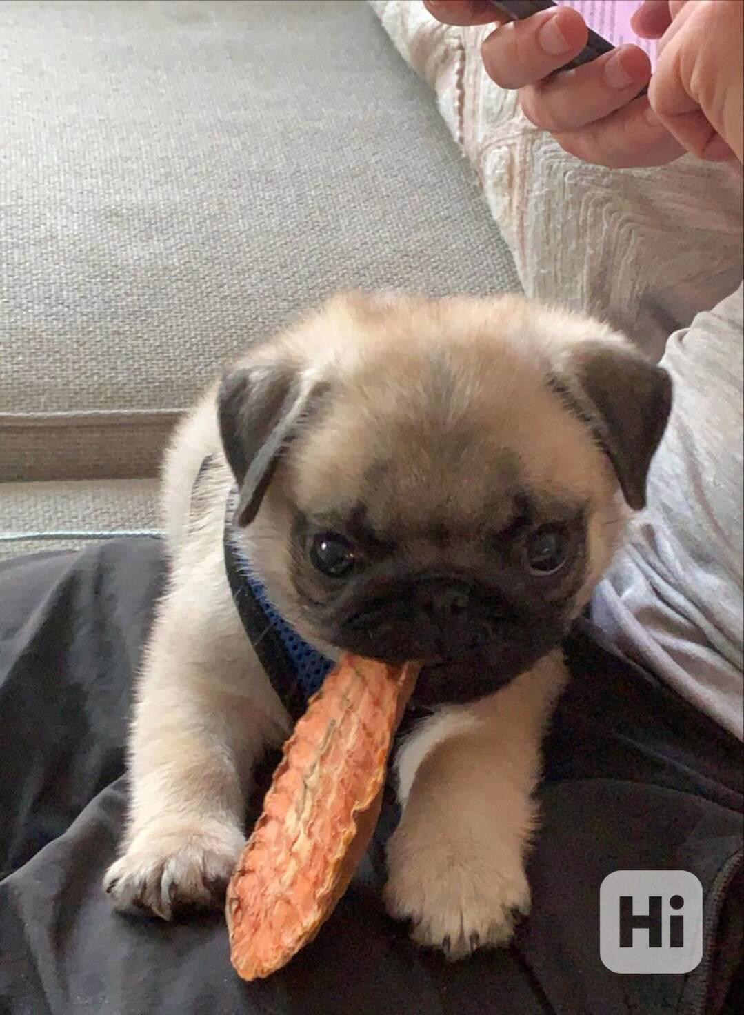 Dárek zdarma  krásná štěňata mopse k adopci   - foto 1