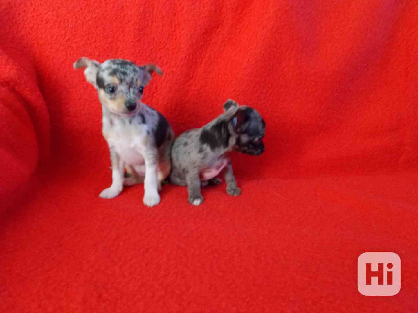 čivava krátkosrstá - foto 1