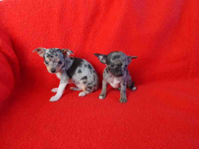 čivava krátkosrstá - foto 4