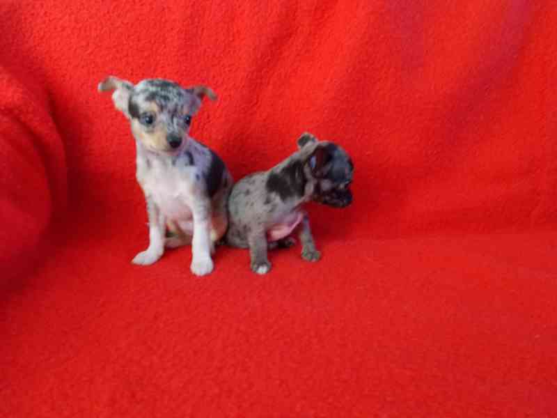 čivava krátkosrstá - foto 1