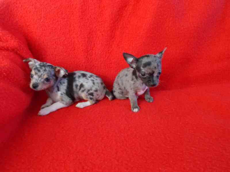 čivava krátkosrstá - foto 3