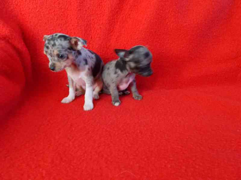 čivava krátkosrstá - foto 2