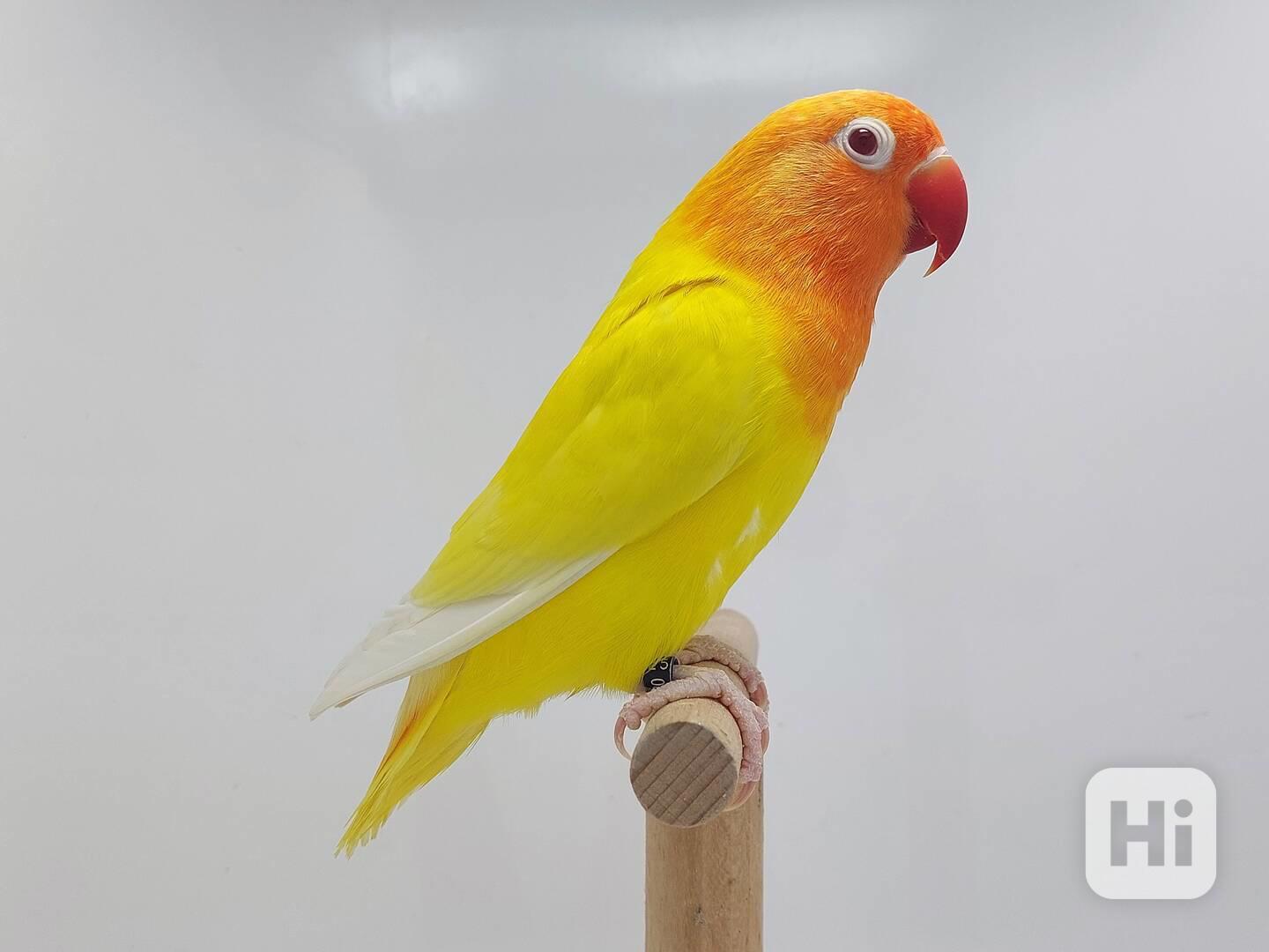 Agapornis fischeri - foto 1