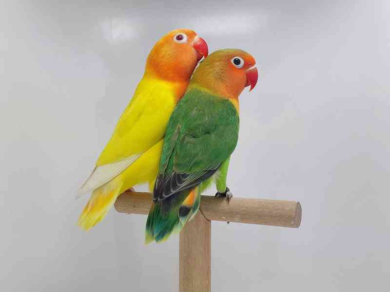 Agapornis fischeri - foto 2