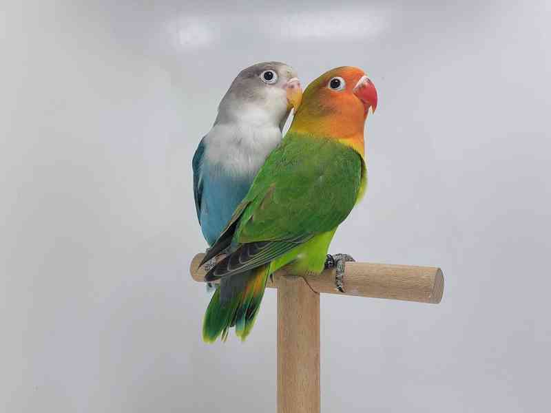 Agapornis fischeri - foto 3