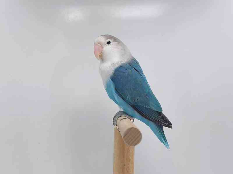 Agapornis fischeri - foto 4