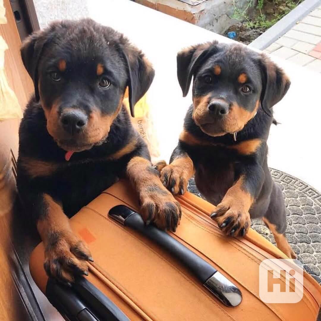 Fantastická štěňata rotvajlera jsou k dispozici.  - foto 1