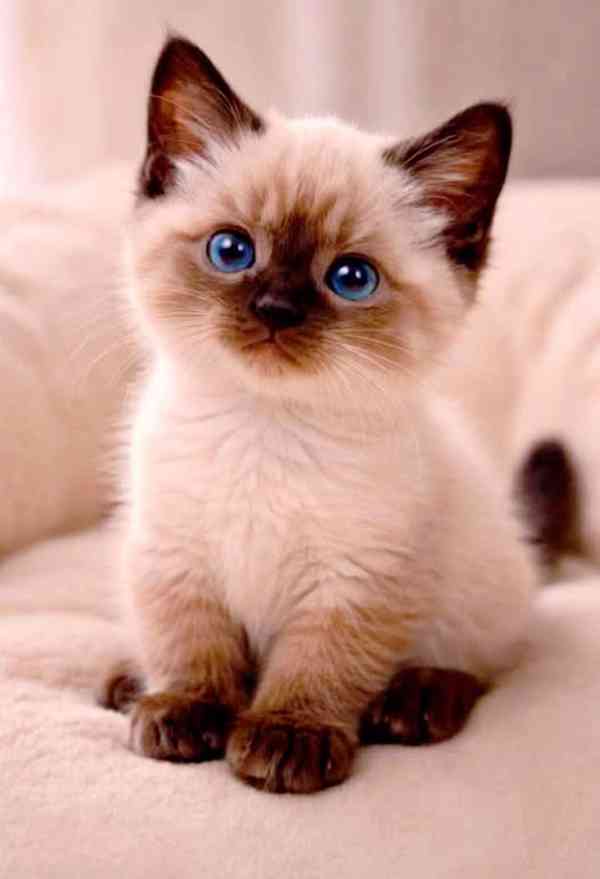 Siamská koťátka k volné adopci  - foto 2