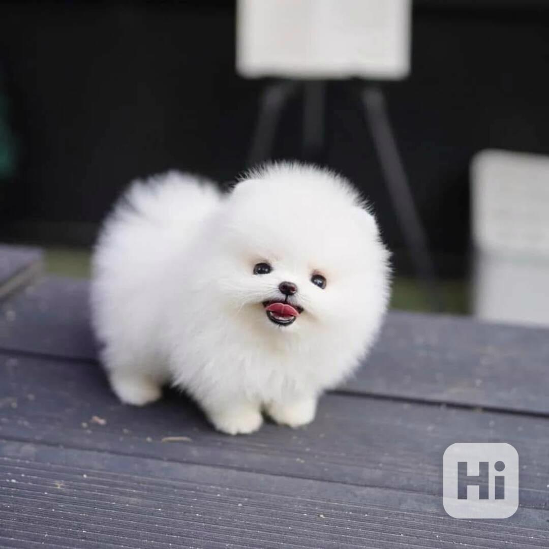 Štěňata pomeraniana k adopci zdarma - foto 1