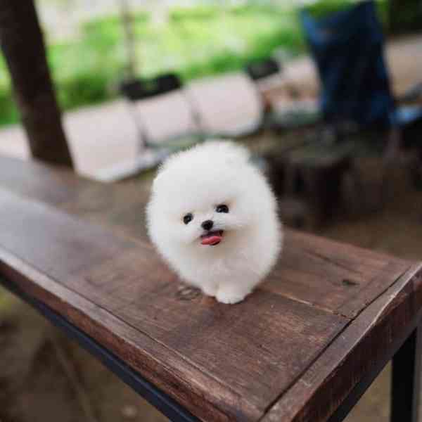 Štěňata pomeraniana k adopci zdarma - foto 2