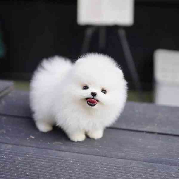 Štěňata pomeraniana k adopci zdarma - foto 1